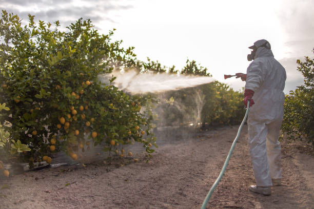 Best Exterminator Services  in Lakeview, NY