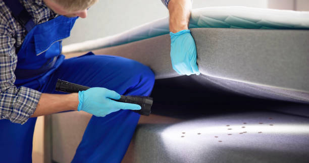 Best Local Pest Control Services  in Lakeview, NY