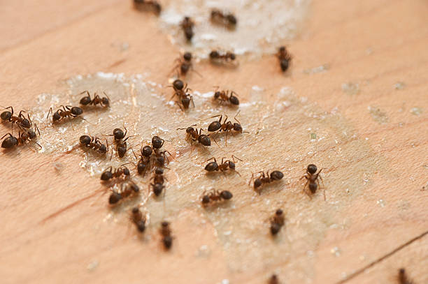 Reliable Lakeview, NY Pest Control Solutions