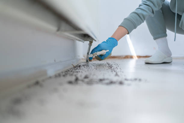 Best Affordable Pest Control Services  in Lakeview, NY